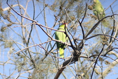 Amazona finschi