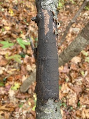 Graphostroma platystomum