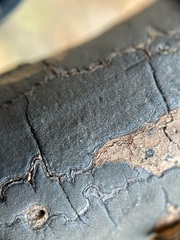 Graphostroma platystomum