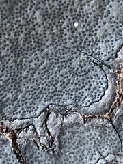 Graphostroma platystomum