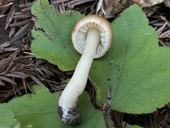 Neohygrocybe
