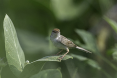 Prinia buchanani
