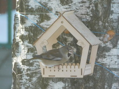 Coccothraustes coccothraustes