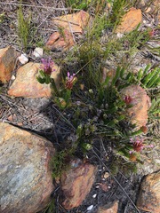 Rhigiophyllum squarrosum