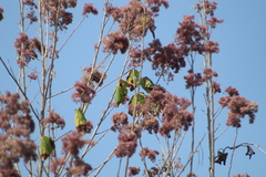 Heliocarpus donnellsmithii
