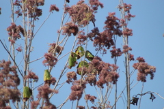 Heliocarpus donnellsmithii