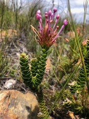 Rhigiophyllum squarrosum