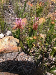 Rhigiophyllum squarrosum