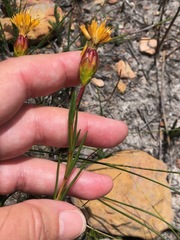 Pteronia tenuifolia