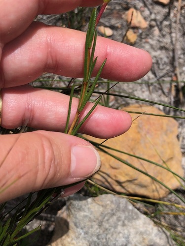 Image of Pteronia tenuifolia by (c) Charleen Brunke, some rights reserved (CC BY)