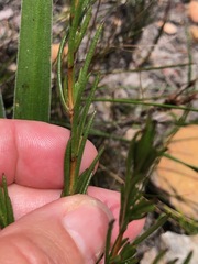 Pteronia tenuifolia