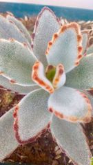 Kalanchoe tomentosa