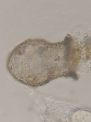 Codonella cratera
