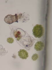 Codonella cratera