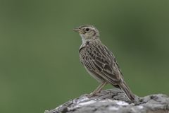 Mirafra javanica
