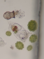 Codonella cratera