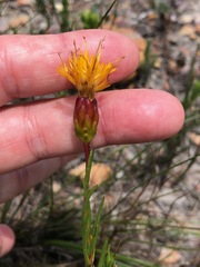 Pteronia tenuifolia