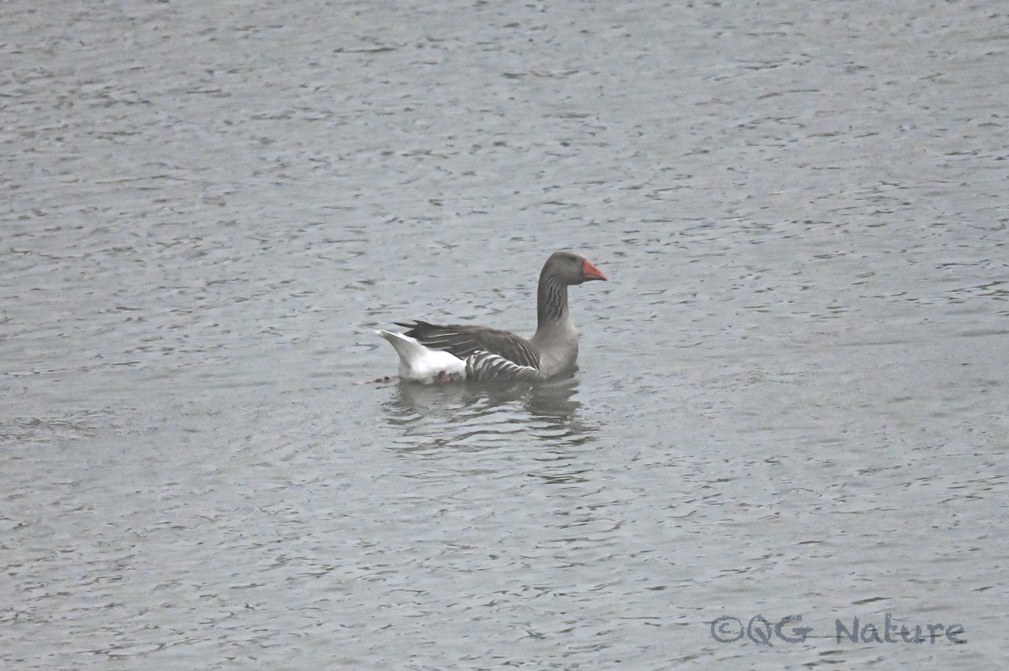 Greylag Goose