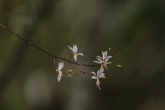 Barkeria shoemakeri