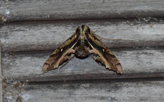 Hemeroplanes ornatus