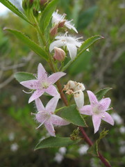 Myoporum tetrandrum