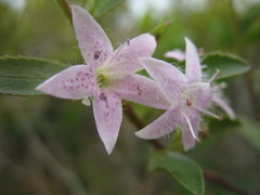 Myoporum tetrandrum