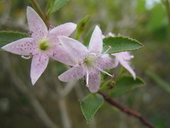 Myoporum tetrandrum