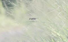 Sporophila morelleti