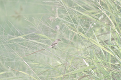 Sporophila morelleti