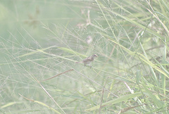 Sporophila morelleti