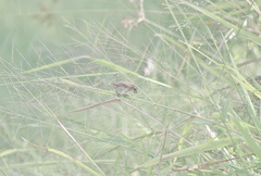 Sporophila morelleti