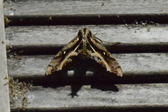 Hemeroplanes ornatus