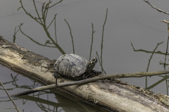 Geoclemys hamiltonii