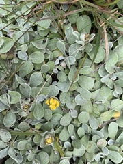 Helichrysum evansii