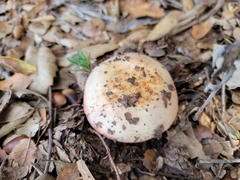 Russula bicolor
