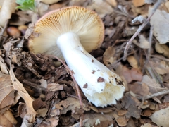Russula bicolor