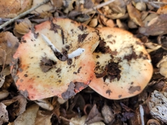 Russula bicolor