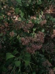 Salpianthus arenarius