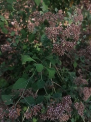 Salpianthus arenarius