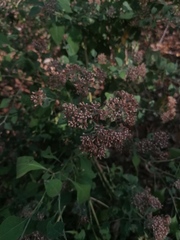 Salpianthus arenarius