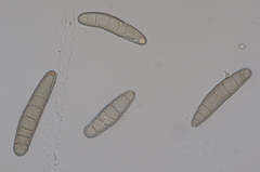 Manchas-foliares (Cochliobolus spp.)