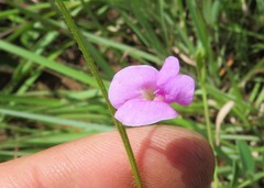 Tephrosia villosa