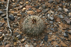 Coryphantha compacta