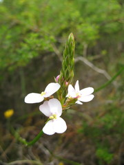 Stylidium scariosum