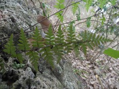 Myriopteris alabamensis