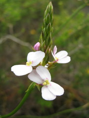 Stylidium scariosum