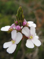 Stylidium scariosum