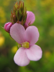 Stylidium scariosum
