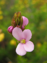 Stylidium scariosum