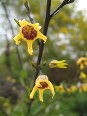 Anthocercis ilicifolia